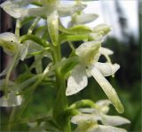Platanthera bifolia. Цветки. Ленинградская обл., Ломоносовский р-н, долина р. Шингарка, хвойный лес. 20.06.2009.
