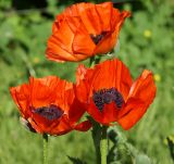 Papaver setiferum. Цветки. Московская обл., Раменский р-н, окр. дер. Хрипанью 03.06.2008.