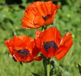 Papaver setiferum