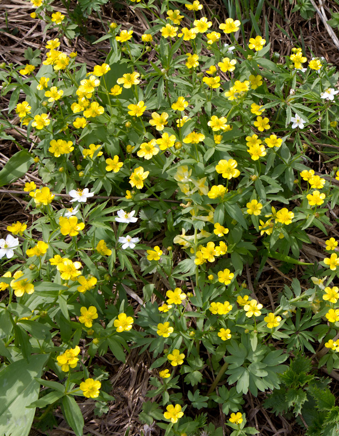 Изображение особи Ranunculus krylovii.