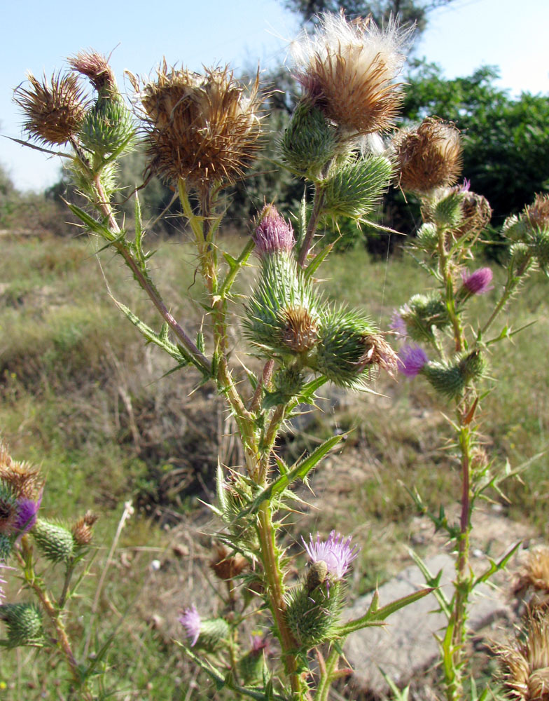 Image of Cirsium vulgare specimen.