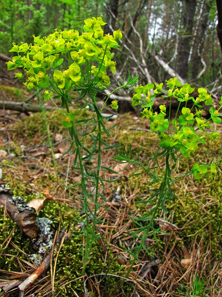 Изображение особи Euphorbia cyparissias.