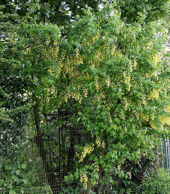 Image of Laburnum anagyroides specimen.