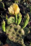 Opuntia humifusa. Побег с бутонами и цветком. Южный Берег Крыма, окр. Балаклавы. 31 мая 2012 г.
