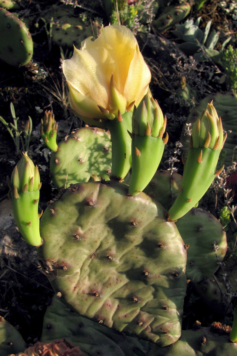 Image of Opuntia humifusa specimen.