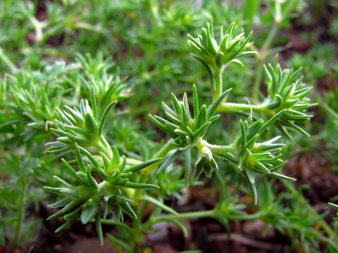 Изображение особи Scleranthus tauricus.