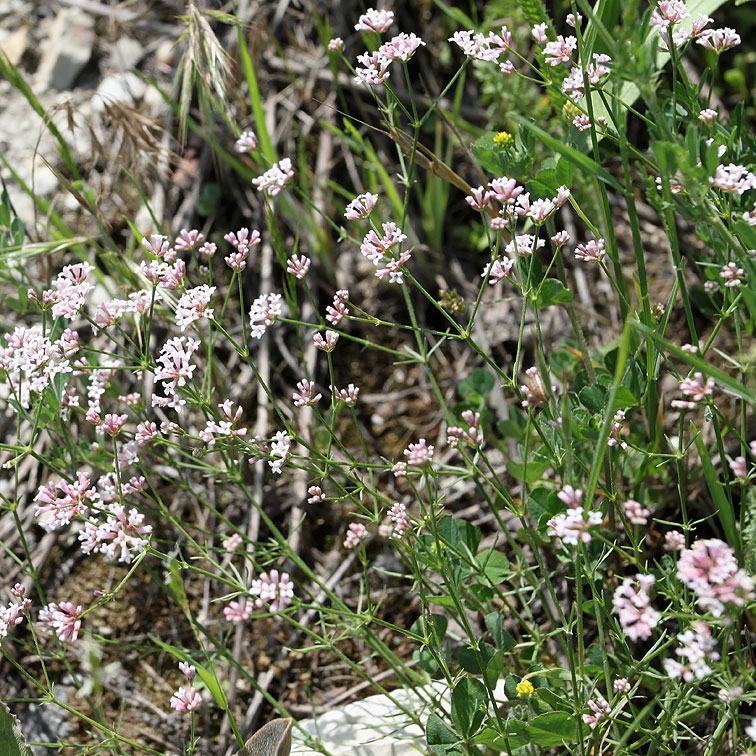 Изображение особи Asperula biebersteinii.