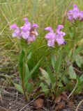 Prunella grandiflora