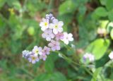 Myosotis alpestris