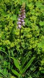 Gymnadenia conopsea. Цветущее растение на лугу из манжеток. Крым, Долгоруковская яйла. 11 июня 2012 г.
