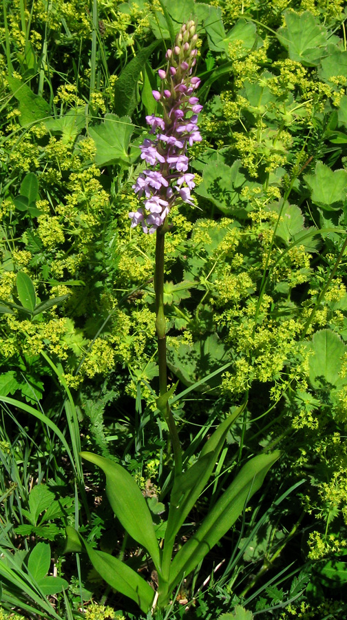 Изображение особи Gymnadenia conopsea.