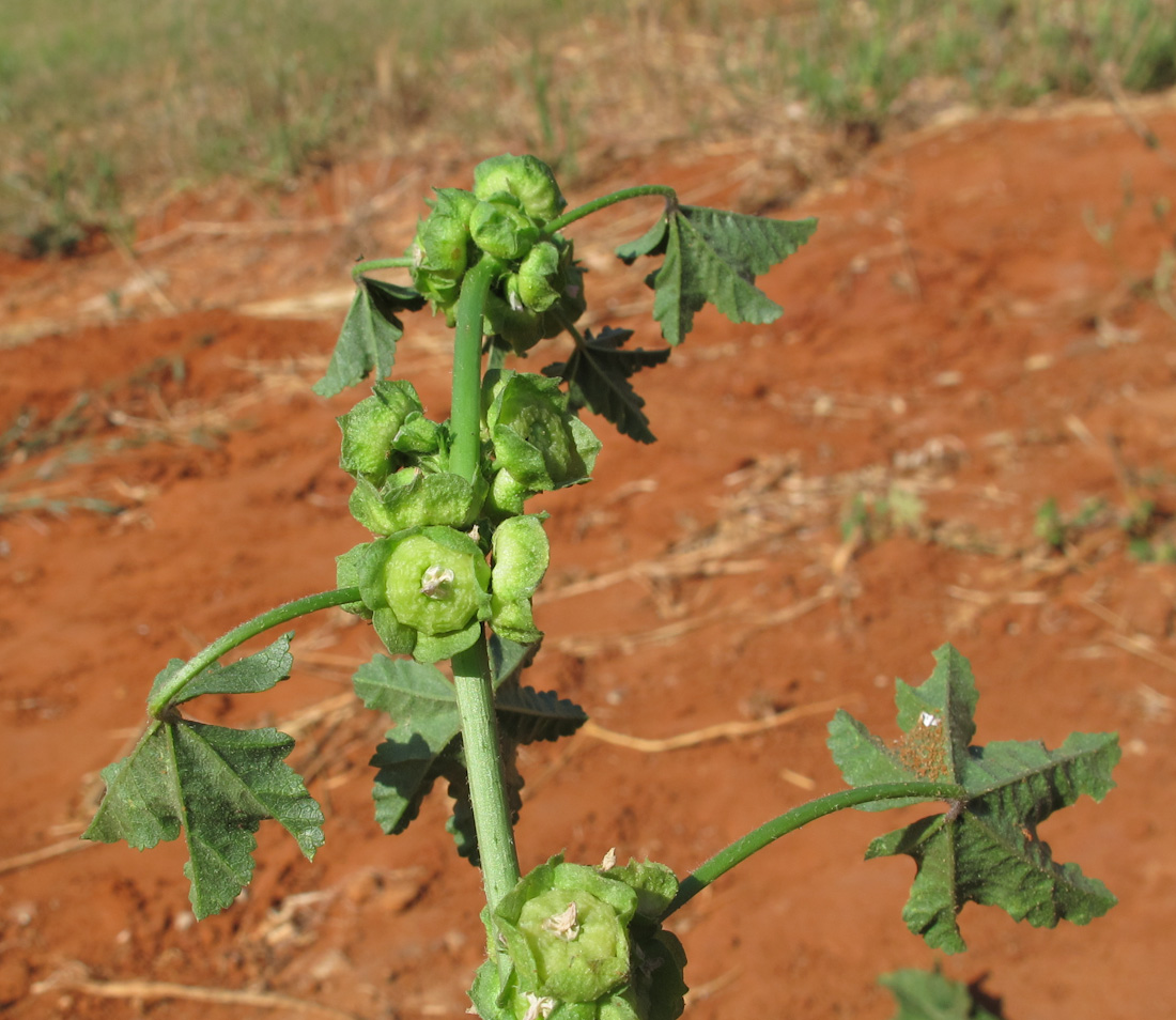 Image of Malva parviflora specimen.