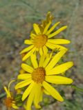 Senecio jacobaea