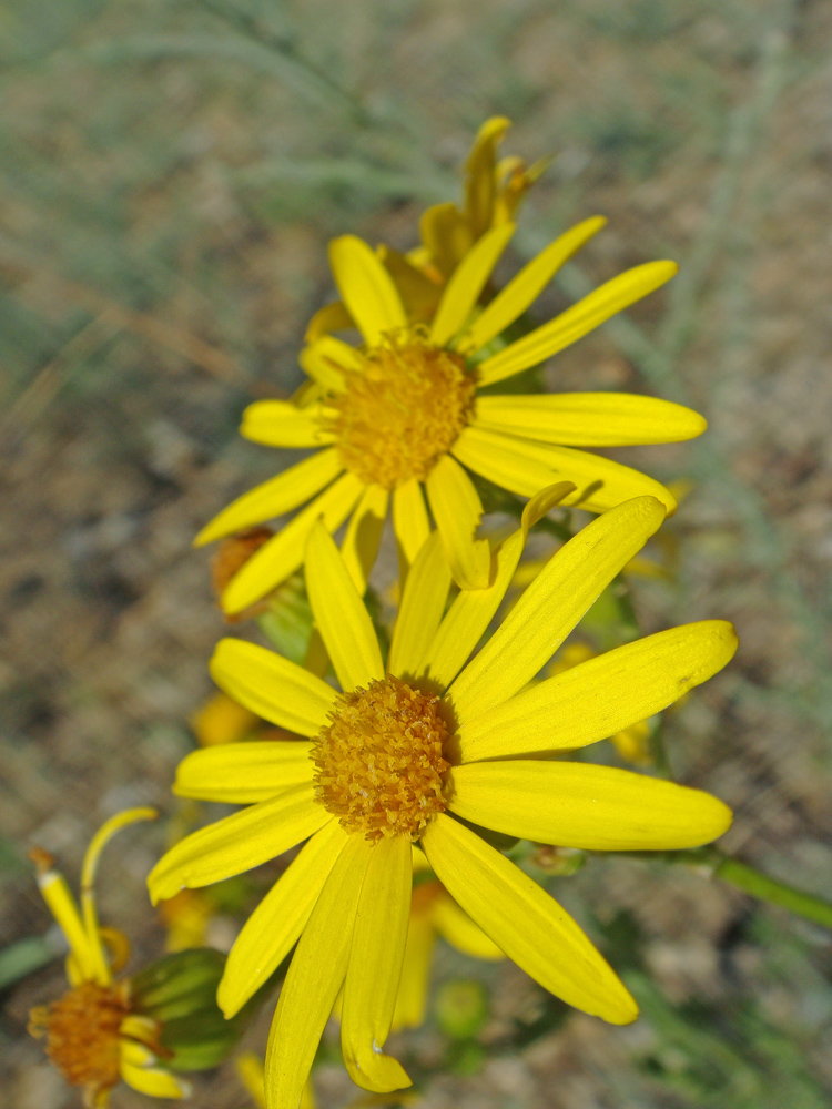 Изображение особи Senecio jacobaea.