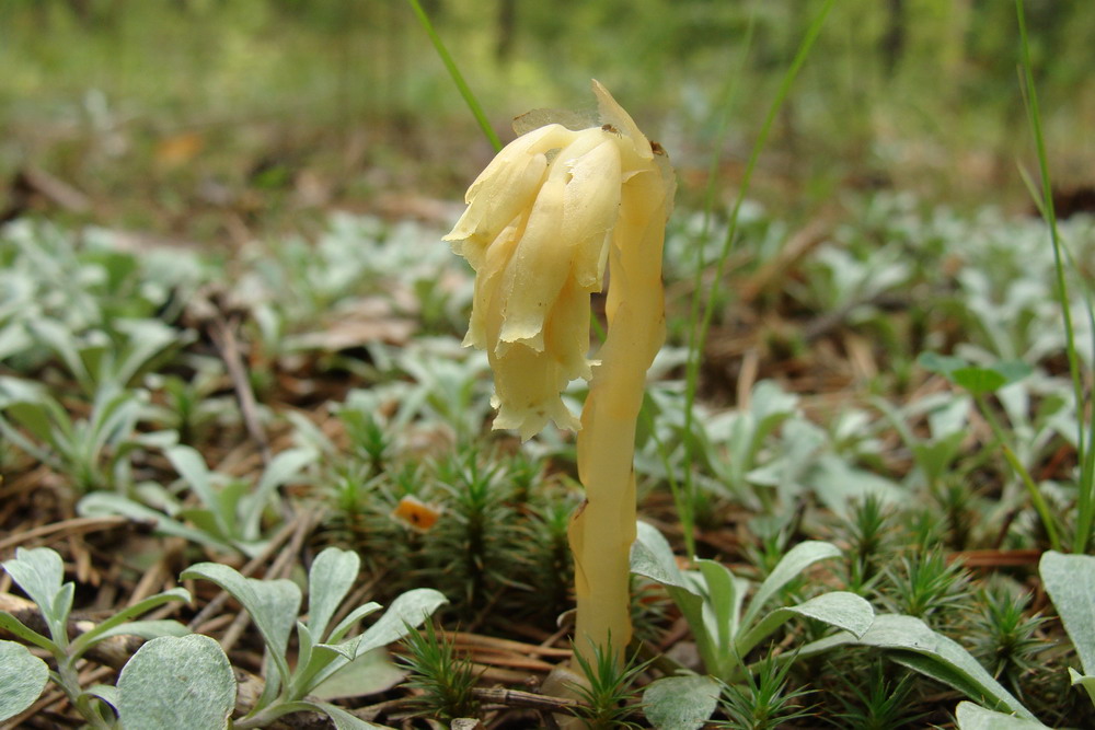 Image of Hypopitys monotropa specimen.