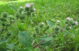 Arctium minus