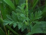 Erodium cicutarium