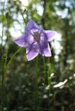 Campanula rotundifolia