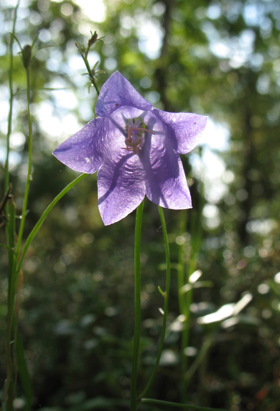 Image of Campanula rotundifolia specimen.