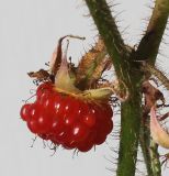 Rubus tricolor