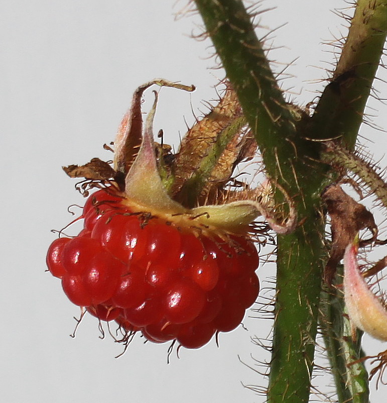 Изображение особи Rubus tricolor.