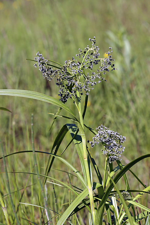 Изображение особи Scirpus sylvaticus.