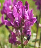 Oxytropis ivdelensis