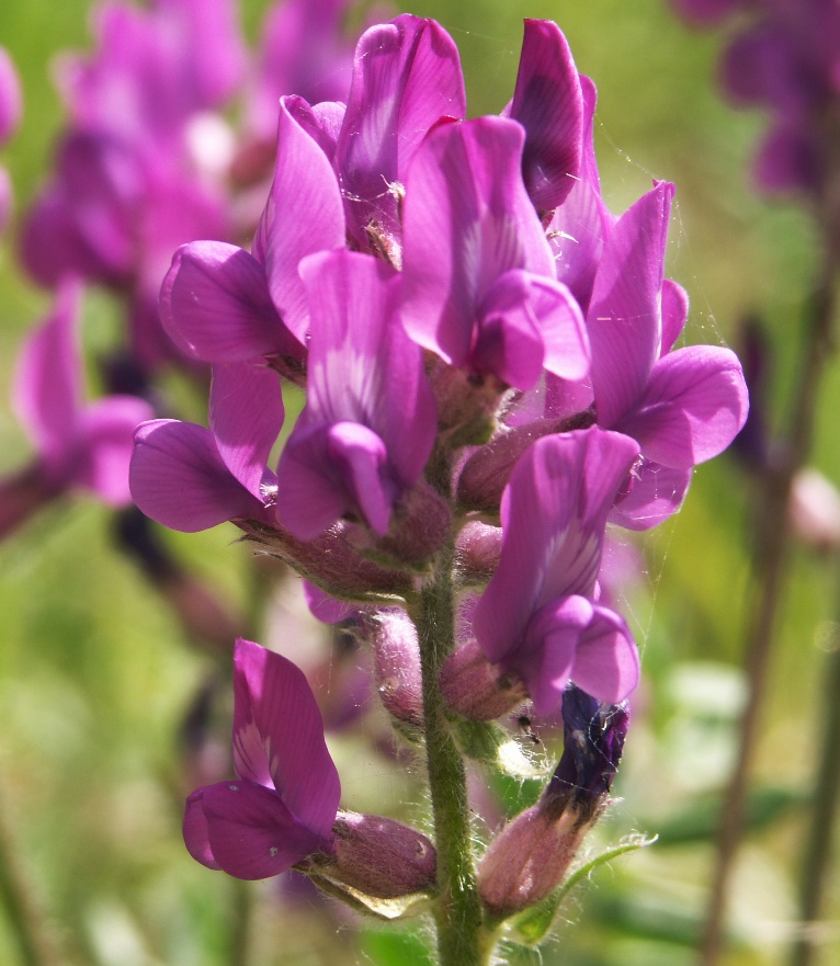 Изображение особи Oxytropis ivdelensis.