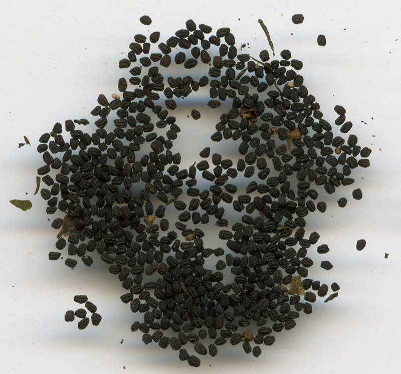 Image of Scrophularia nodosa specimen.