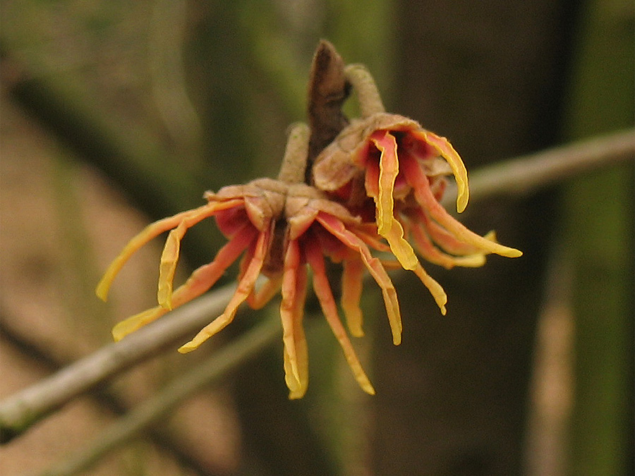 Изображение особи Hamamelis vernalis.