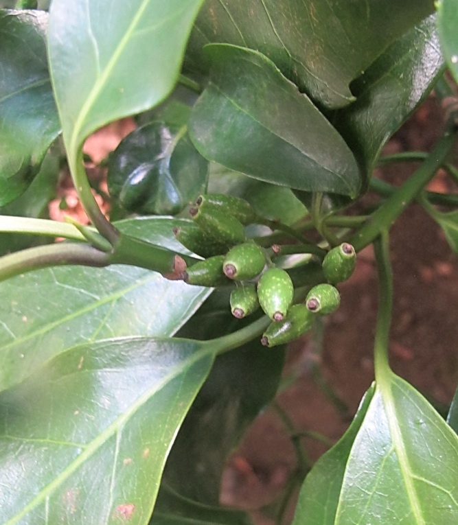 Image of Aucuba japonica specimen.