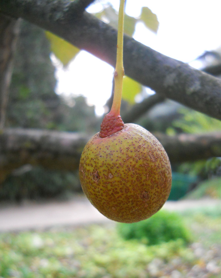 Изображение особи Davidia involucrata.