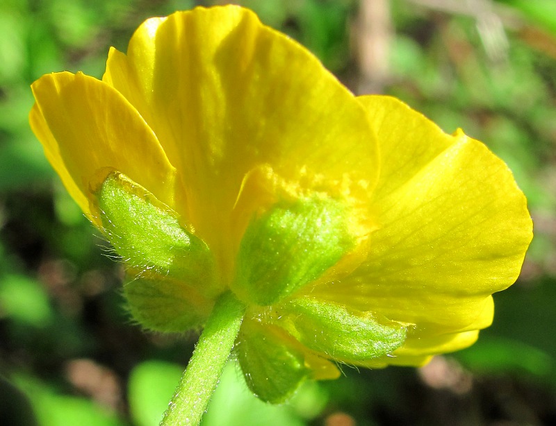 Изображение особи Ranunculus cassubicus.