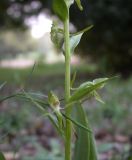 Platanthera holmboei. Часть соцветия. Israel, Golan Heights, Ya'ar Odem. 30.04.2006.