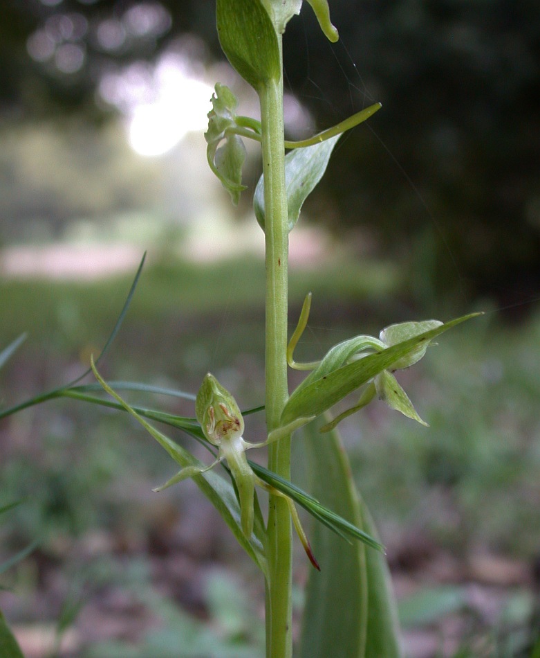 Image of Platanthera holmboei specimen.