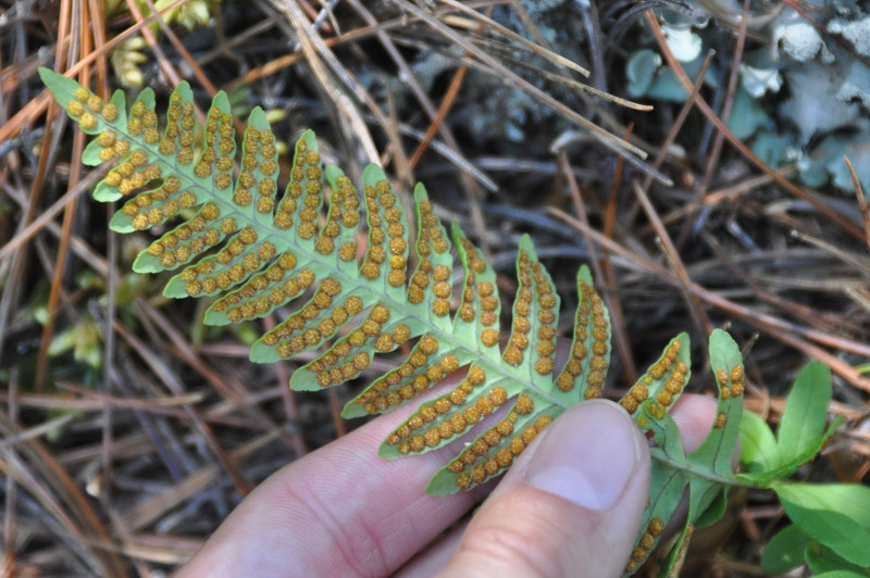 Изображение особи Polypodium sibiricum.