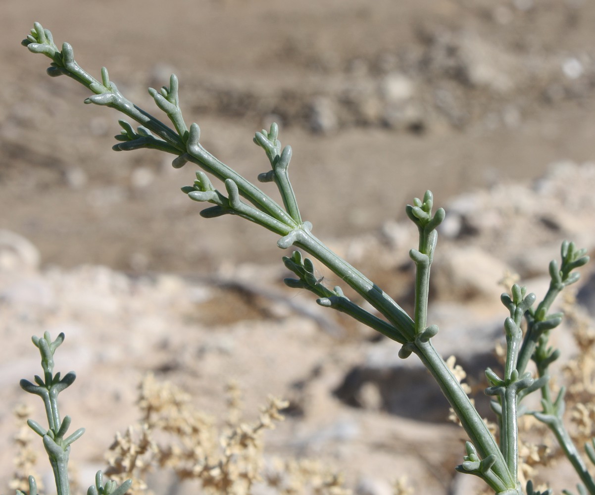 Изображение особи Anabasis setifera.