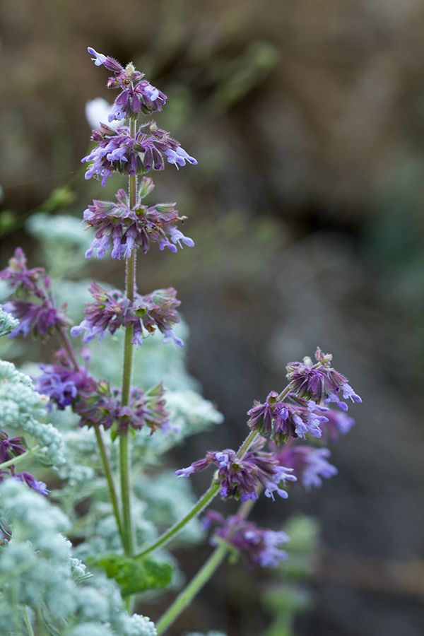 Изображение особи Salvia verticillata.