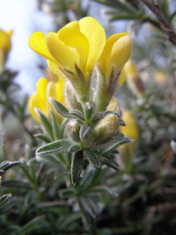 Image of Genista albida specimen.