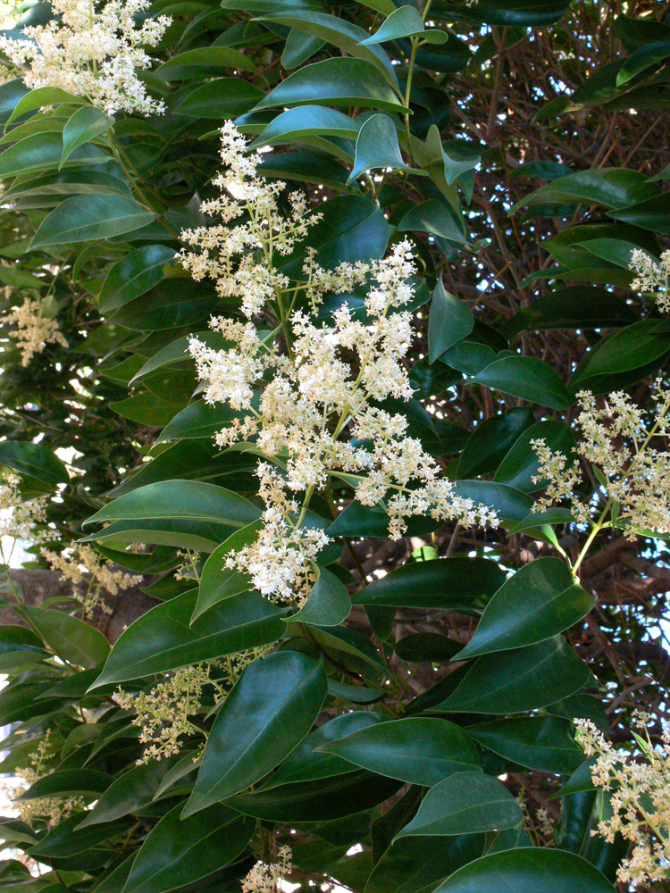 Изображение особи Ligustrum lucidum.