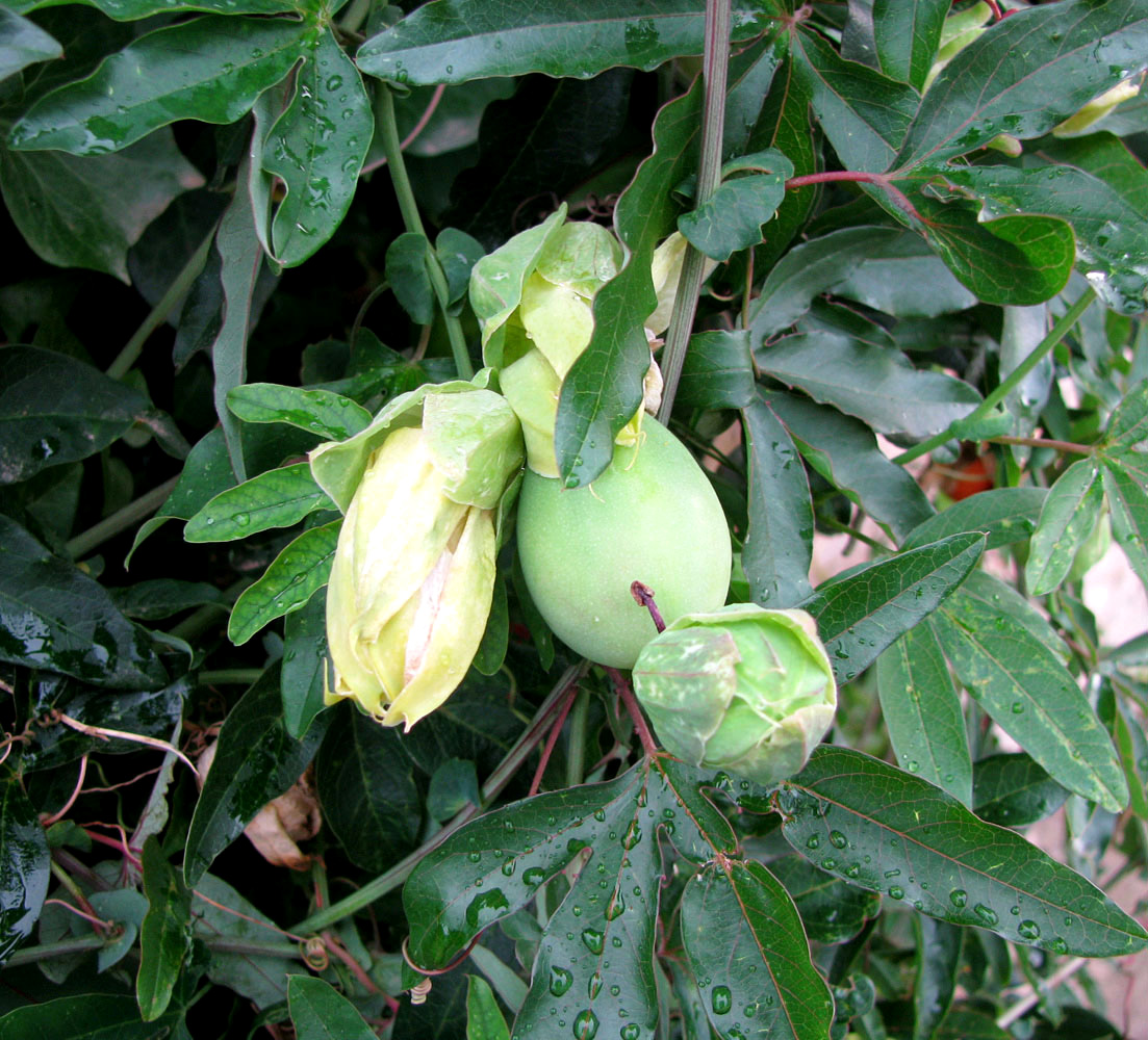 Image of Passiflora caerulea specimen.