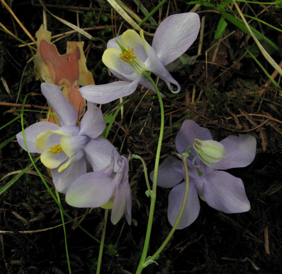 Image of Aquilegia sibirica specimen.