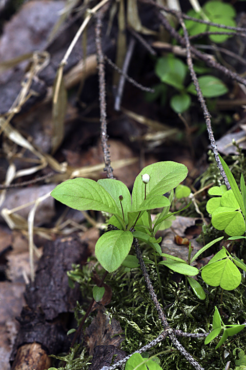 Image of Trientalis europaea specimen.
