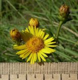 Inula aspera. Соцветия. Ростовская обл., Персиановская степь, Аютинские склоны, верхняя часть склона правого коренного берега р. Аюта. 13.06.2012.