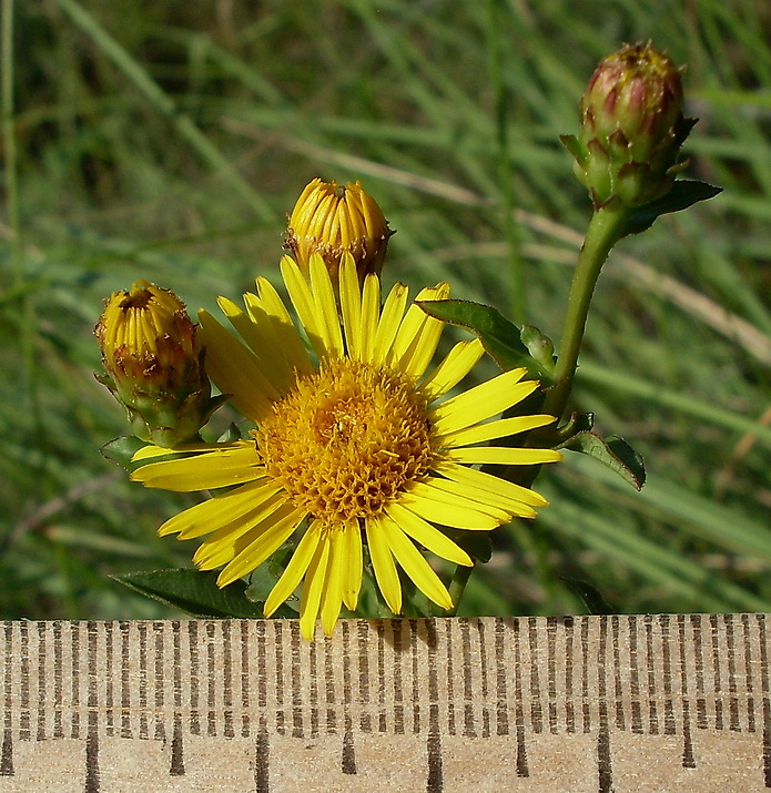 Изображение особи Inula aspera.