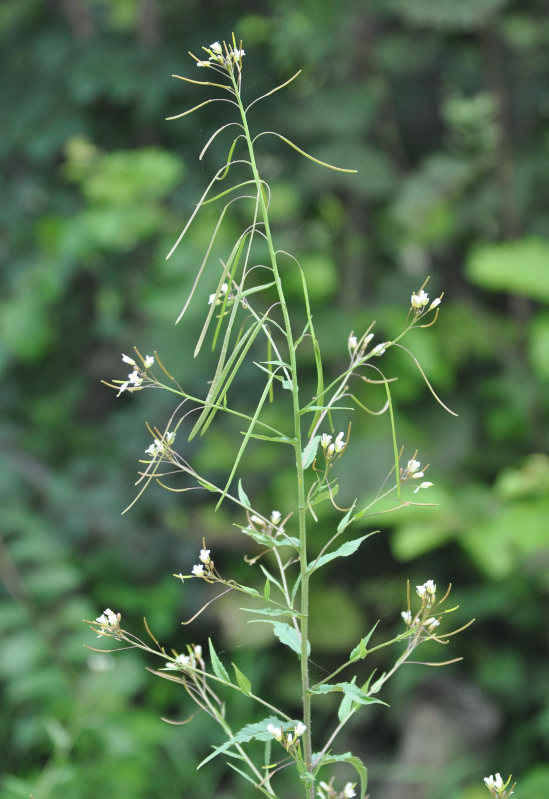 Изображение особи Arabis pendula.