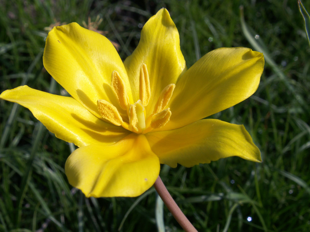 Image of Tulipa ostrowskiana specimen.