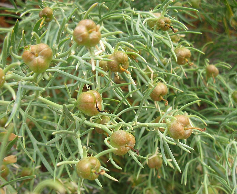 Image of Peganum harmala specimen.