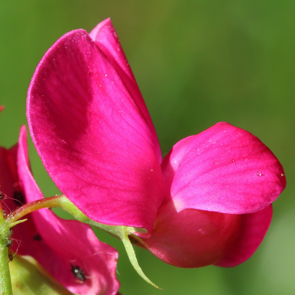 Image of Lathyrus tuberosus specimen.