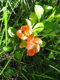 Chaenomeles japonica